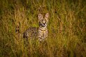 089 Masai Mara, serval